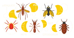 insects 1 صورة رسومات لبعض أنواع الحشرات