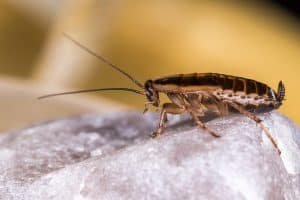 خطوات عمل عجينة الصراصير