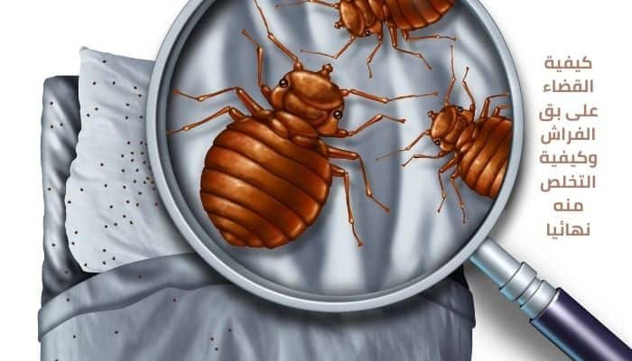 كيفية القضاء على بق الفراش نهائياً 1 _كيفية القضاء على بق الفراش نهائياً
