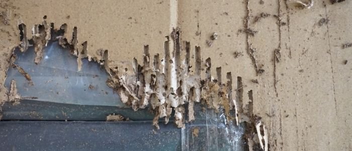 شركات مكافحة النمل الابيض بجدة 5 شركات مكافحة النمل الابيض بجدة
