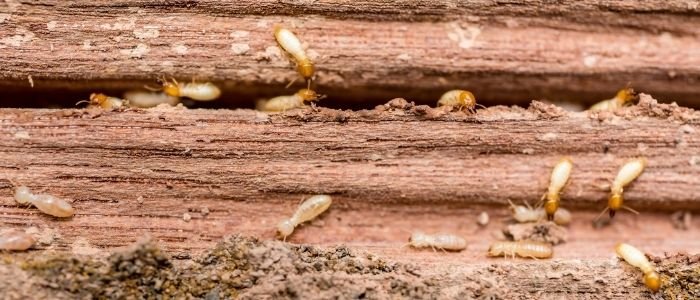 شركة رش النمل الابيض بجدة 3 شركة رش النمل الابيض بجدة