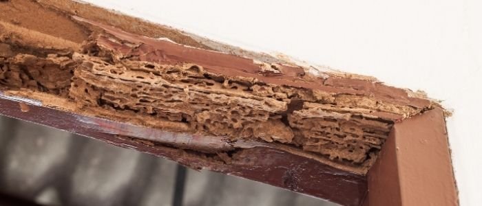 شركة مكافحة النمل الابيض جدة 1 شركة مكافحة النمل الابيض جدة